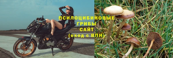 шишки Верея